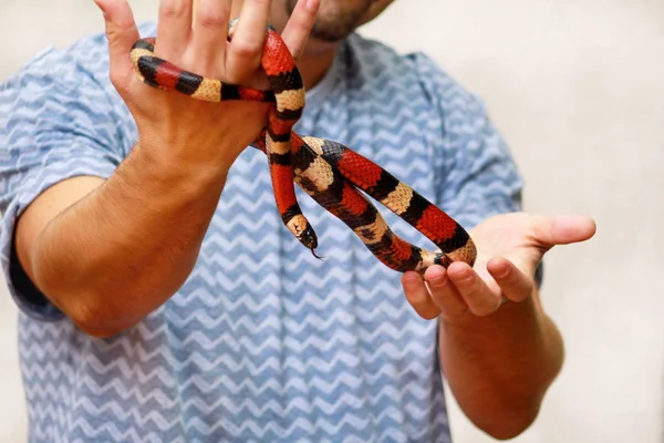 蛇と少年 男は手爬虫類ミルクヘビ Lampropeltis さんかく座でアリゾナ州ヘビの種類を保持します エキゾチックな熱帯の冷血動物 動物園 自宅のペットをヘビします 非有毒なヘビ — ストック写真