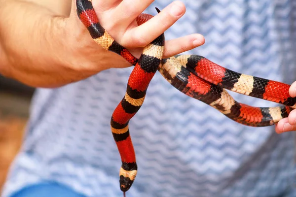 Boy Snakes Man Holds Hands Reptile Milk Snake Lampropeltis Triangulum — Stock Photo, Image