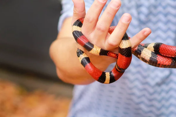 Boy Snakes Man Holds Hands Reptile Milk Snake Lampropeltis Triangulum — Stock Photo, Image