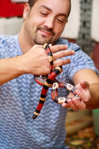 Niño Con Serpientes Hombre Sostiene Las Manos Reptil Leche Serpiente —  Fotos de Stock