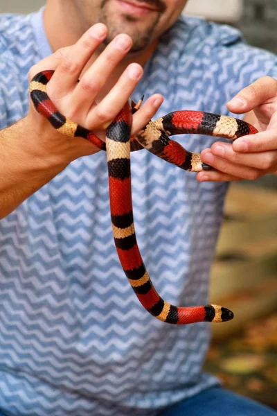 Niño Con Serpientes Hombre Sostiene Las Manos Reptil Leche Serpiente —  Fotos de Stock