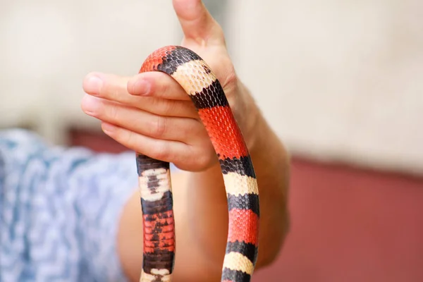 有蛇的男孩人类手里拿着爬行动物牛奶蛇兰普莱蒂斯三角亚利桑那州的那种蛇 异国情调的热带冷血动物 动物园 宠物在家里的蛇 有毒和无毒的蛇 — 图库照片