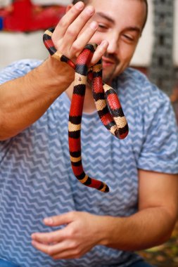 Yılan çocuk. Adam ellerini sürüngen süt yılan Lampropeltis triangulum Arizona tür yılan tutan. Egzotik tropik soğuk kanlı hayvanlar, Hayvanat Bahçesi. Evde evcil hayvan yılan. Zehirli ve sigara zehirli yılan.