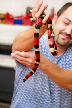 Yılan çocuk. Adam ellerini sürüngen süt yılan Lampropeltis triangulum Arizona tür yılan tutan. Egzotik tropik soğuk kanlı hayvanlar, Hayvanat Bahçesi. Evde evcil hayvan yılan. Zehirli ve sigara zehirli yılan.