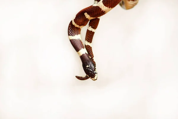 Pojke Med Ormar Man Håller Händerna Reptil Common King Snake — Stockfoto