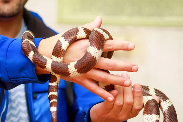 Chłopiec Wężami Człowiek Posiada Ręce Gad Często King Snake Lancetogłów — Zdjęcie stockowe