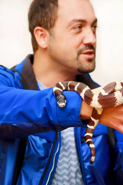 蛇と少年 手爬虫類共通王蛇ヘビの Lampropeltis Getula の種類で保持します エキゾチックな熱帯の冷血動物 動物園 自宅のペットをヘビします 非有毒なヘビ — ストック写真