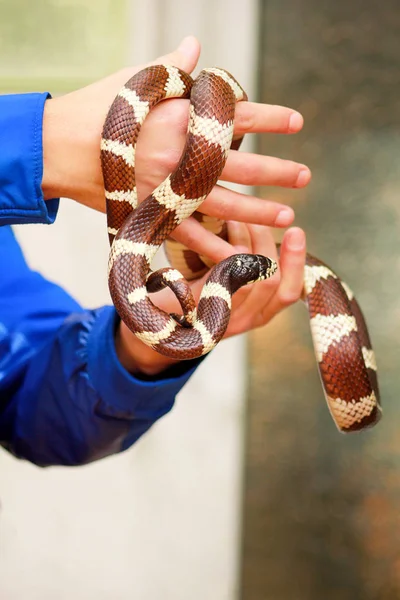 Мальчик Змеями Человек Держит Руках Рептилию Общий Король Змея Lampropeltis — стоковое фото