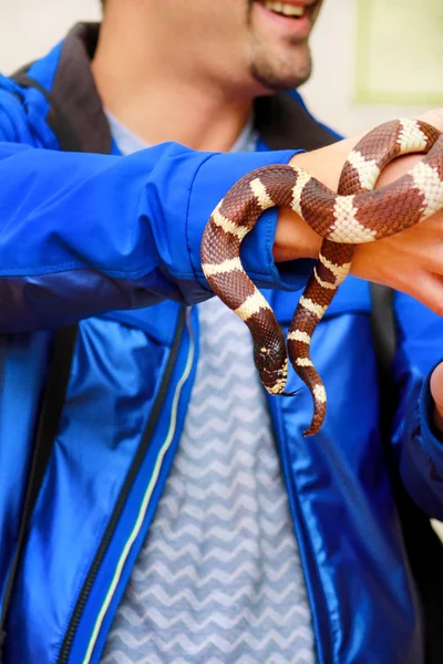 Ragazzo Con Serpenti Uomo Tiene Mano Rettile Comune Serpente Lampropeltis — Foto Stock
