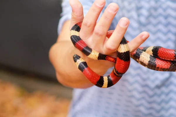 Chlapec Hady Muž Drží Ruce Plaz Mléka Snake Lampropeltis Triangulum — Stock fotografie