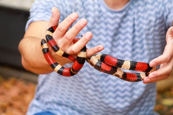 Chlapec Hady Muž Drží Ruce Plaz Mléka Snake Lampropeltis Triangulum — Stock fotografie