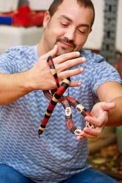 Boy Snakes Man Holds Hands Reptile Milk Snake Lampropeltis Triangulum — Stock Photo, Image