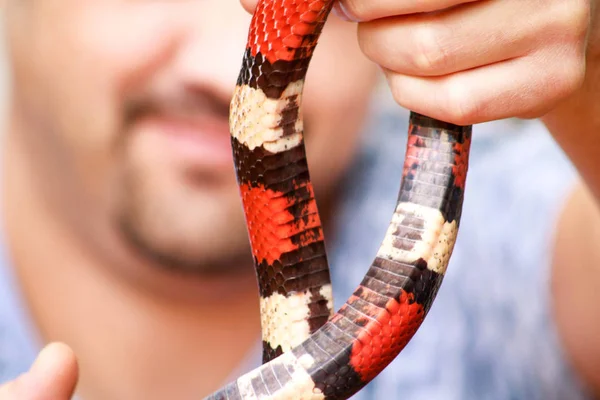 蛇と少年 男は手爬虫類ミルクヘビ Lampropeltis さんかく座でアリゾナ州ヘビの種類を保持します エキゾチックな熱帯の冷血動物 動物園 自宅のペットをヘビします 非有毒なヘビ — ストック写真