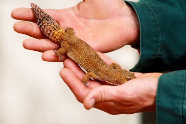 Kertenkele adam. Adam ellerini sürüngen gecko içinde tutar. Ortak leopar sürüngen gecko pets. Egzotik tropik soğuk kanlı hayvanlar, Hayvanat Bahçesi. Erkek elele ortak gecko. Evde gecko evde beslenen hayvan.