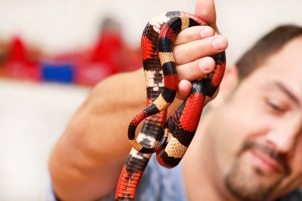 Niño Con Serpientes Hombre Sostiene Las Manos Reptil Leche Serpiente —  Fotos de Stock