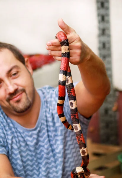 蛇と少年 男は手爬虫類ミルクヘビ Lampropeltis さんかく座でアリゾナ州ヘビの種類を保持します エキゾチックな熱帯の冷血動物 動物園 自宅のペットをヘビします 非有毒なヘビ — ストック写真