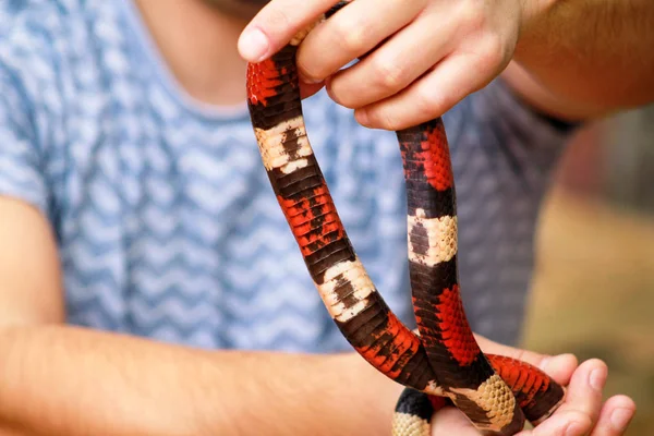 蛇と少年 男は手爬虫類ミルクヘビ Lampropeltis さんかく座でアリゾナ州ヘビの種類を保持します エキゾチックな熱帯の冷血動物 動物園 自宅のペットをヘビします 非有毒なヘビ — ストック写真