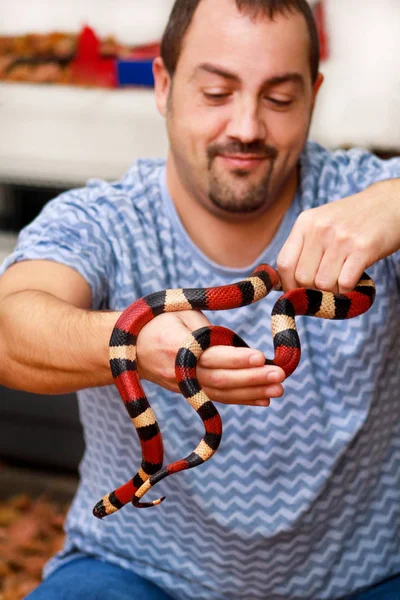 Jongen Met Slangen Man Bezit Handen Reptiel Melkslang Gewone Triangulum — Stockfoto