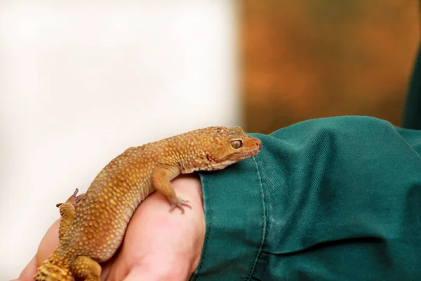 Facet Gecko Człowiek Posiada Ręce Gad Gekon Wspólne Gad Gekon — Zdjęcie stockowe