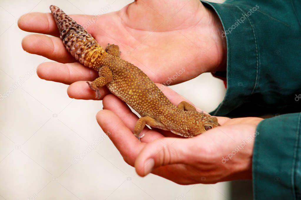 Guy with gecko. Man holds in hands reptile gecko. Common leopard reptile gecko of pets. Exotic tropical cold-blooded animals, zoo. Male hands is holding common gecko. Pet at home gecko.