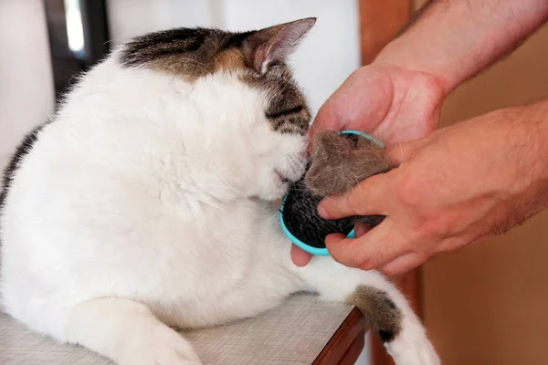 Verzorging Van Vacht Kat Hand Kammen Door Kam Cat Man — Stockfoto