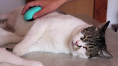 Kedi kürk için bakım. El tarağı kedi tarafından penye. Adam Fırçalama saç ve fırça tarak masada kedi kürk. Kedi onun sahibi ile keyfini çıkarın. O sevişme, fırçalama damat, hijyen fırça ile aşırı kürk kaldırır.