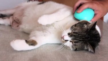 Kedi kürk için bakım. El tarağı kedi tarafından penye. Adam Fırçalama saç ve fırça tarak masada kedi kürk. Kedi onun sahibi ile keyfini çıkarın. O sevişme, fırçalama damat, hijyen fırça ile aşırı kürk kaldırır.