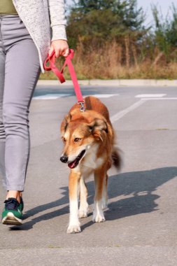 Kamera önünde poz üstünde kira kontratı, Shetland koyun köpeğiyle yürüyen kadın. Bayan, sahibi ve Rough collie güzel portre köpek sahiptir, oynamak, eğlenmek ve birlikte sokakta yürüme.