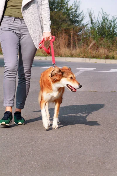 Kamera önünde poz üstünde kira kontratı, Shetland koyun köpeğiyle yürüyen kadın. Bayan, sahibi ve Rough collie güzel portre köpek sahiptir, oynamak, eğlenmek ve birlikte sokakta yürüme.