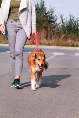 Kamera önünde poz üstünde kira kontratı, Shetland koyun köpeğiyle yürüyen kadın. Bayan, sahibi ve Rough collie güzel portre köpek sahiptir, oynamak, eğlenmek ve birlikte sokakta yürüme.