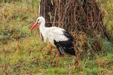 Tek beyaz alanda yiyecek arayan bir yeşil çayır üzerinde yürüyüş leylek (Ciconia ciconia). Leylek Hayvanat Bahçesi'nde doğal ortamda av arayan doğal habitatları, toprağa üzerinde dinleniyor.