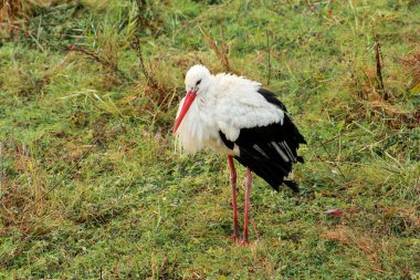 Tek beyaz alanda yiyecek arayan bir yeşil çayır üzerinde yürüyüş leylek (Ciconia ciconia). Leylek Hayvanat Bahçesi'nde doğal ortamda av arayan doğal habitatları, toprağa üzerinde dinleniyor.