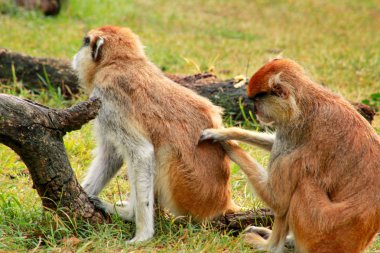 Maymun birkaç damat. Erkek maymun pireler ve keneler için denetleme erkek içinde. Maymun Hayvanat Bahçesi'nde doğal ortamda çimenlerin üzerinde gösteri damat çift aile kürk. Patas maymun primatlar türüdür.