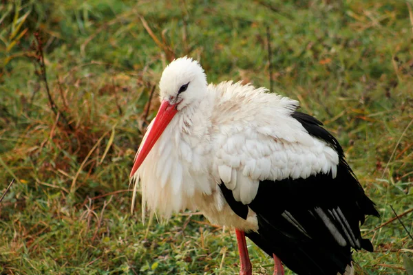 Cegonha Branca Única Ciconia Ciconia Caminhando Campo Através Prado Verde — Fotografia de Stock