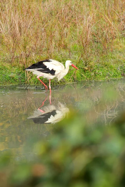자연에서 호수에 물고기를 황새는 물에서 그것의 Ciconia 동물원에서 환경에서 — 스톡 사진