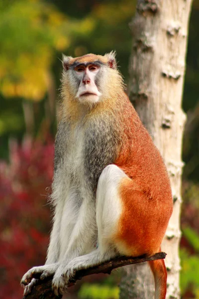 Портрет Мавпи Сидить Відпочиває Позує Гілці Дерева Саду Пата Мавпа — стокове фото