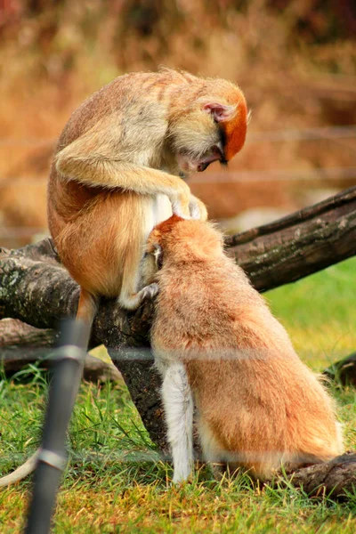 Par Monos Están Arreglando Mono Macho Buscando Pulgas Garrapatas Hembra —  Fotos de Stock