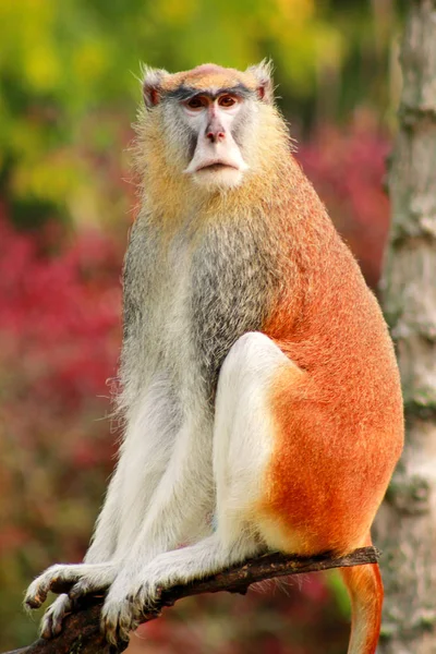 Retrato Del Mono Está Sentado Descansando Posando Sobre Rama Del —  Fotos de Stock