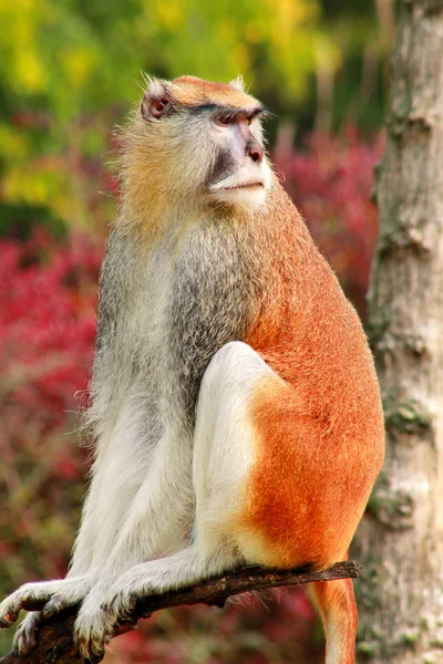 Портрет Мавпи Сидить Відпочиває Позує Гілці Дерева Саду Пата Мавпа — стокове фото