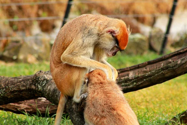 Par Macacos Está Preparar Macaco Macho Procura Pulgas Carrapatos Fêmea — Fotografia de Stock