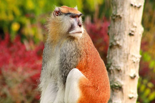 Retrato Del Mono Está Sentado Descansando Posando Sobre Rama Del —  Fotos de Stock