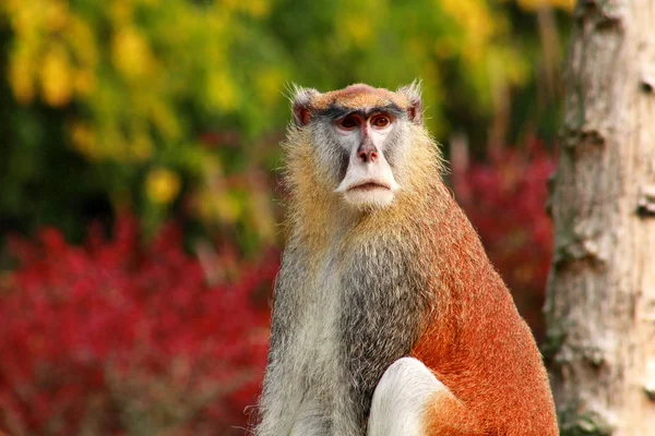 Potret Seekor Monyet Sedang Duduk Beristirahat Dan Berpose Cabang Pohon — Stok Foto