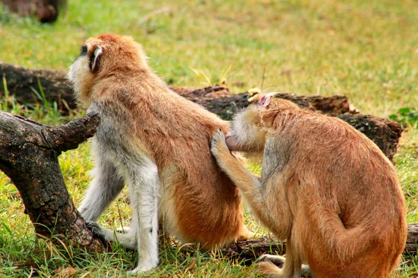 Paio Scimmie Stanno Preparando Scimmia Maschio Che Controlla Pulci Zecche — Foto Stock