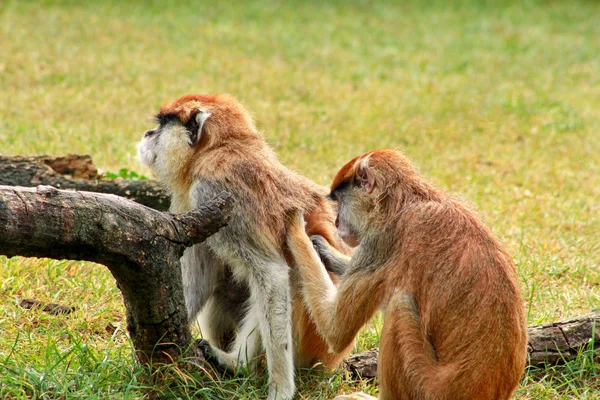 Para Małpa Jest Uwodzenie Małpa Mężczyzna Sprawdzanie Pcheł Kleszczy Samic — Zdjęcie stockowe