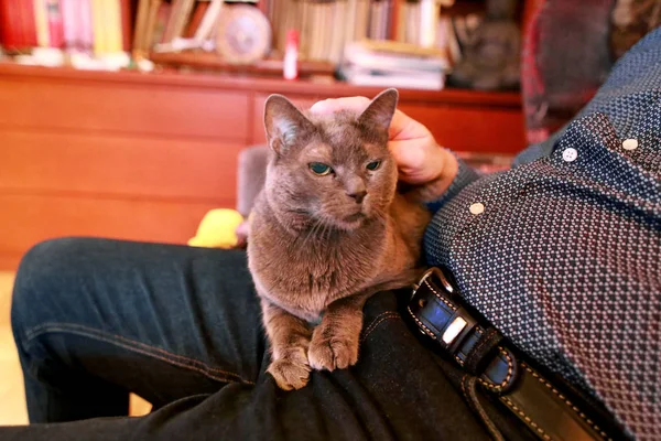 蓝色俄罗斯猫放松 享受被拥抱 纵容和在他的圈主人在家里的呼噜声 国内漂亮可爱的血统英国猫坐在男人的腿上 宠物在家里的生活 — 图库照片