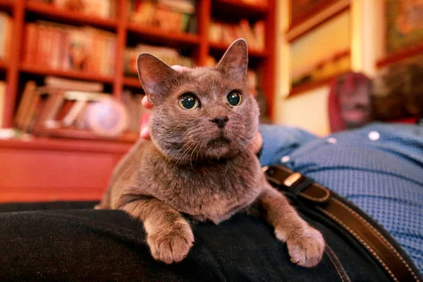 Chat Russe Bleu Détendre Couché Profiter Être Câliné Dorloter Ronronner — Photo