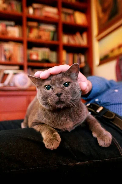 蓝色俄罗斯猫放松 享受被拥抱 纵容和在他的圈主人在家里的呼噜声 国内漂亮可爱的血统英国猫坐在男人的腿上 宠物在家里的生活 — 图库照片