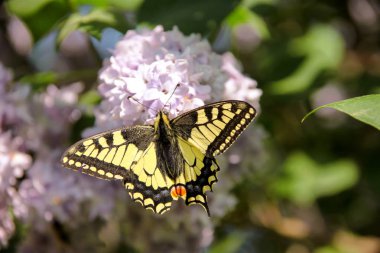 Doğu tiger swallowtail Kelebek Bahçe leylak leylak ağacının Mor çiçekli bahar. Seçici kelebek göz alan üzerinde duruluyor. Bahar mevsimi, İlkbahar, arka plan ve duvar kağıdı.