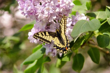 Doğu tiger swallowtail Kelebek Bahçe leylak leylak ağacının Mor çiçekli bahar. Seçici kelebek göz alan üzerinde duruluyor. Bahar mevsimi, İlkbahar, arka plan ve duvar kağıdı.