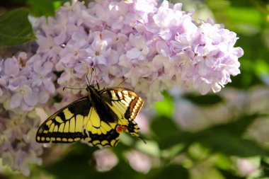 Doğu tiger swallowtail Kelebek Bahçe leylak leylak ağacının Mor çiçekli bahar. Seçici kelebek göz alan üzerinde duruluyor. Bahar mevsimi, İlkbahar, arka plan ve duvar kağıdı.